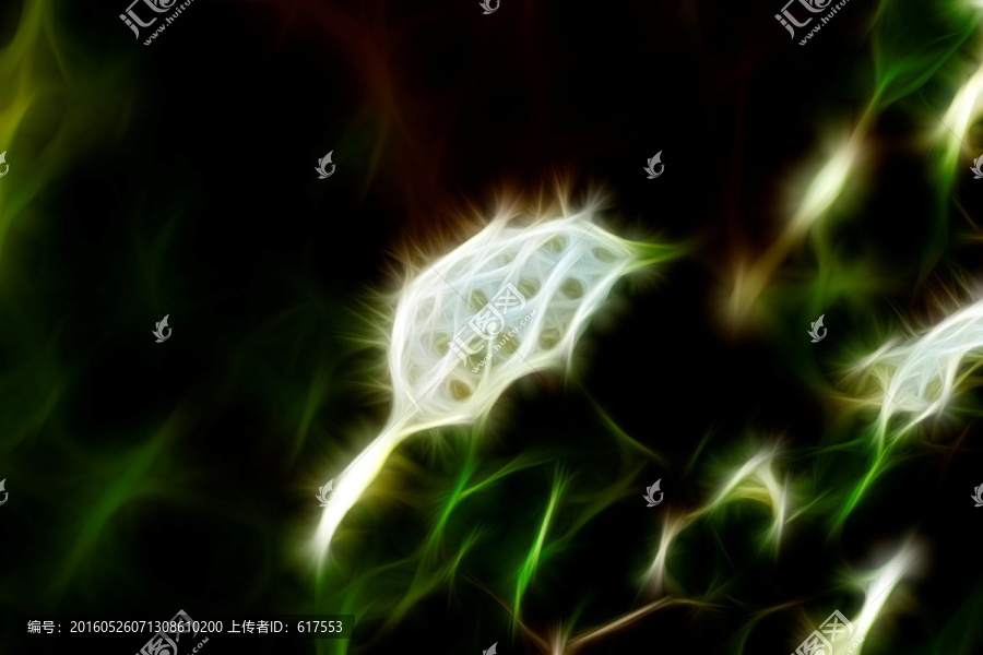 李葉繡線菊