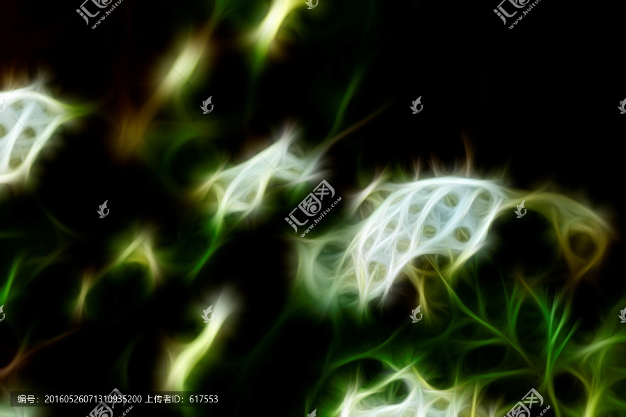 李葉繡線菊