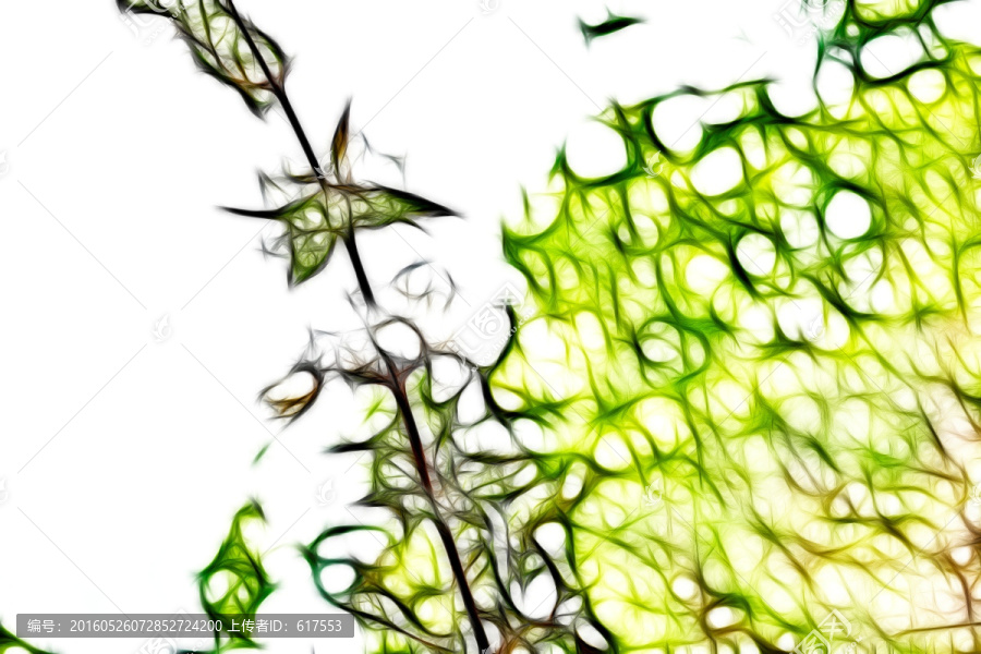 大花溲疏無框畫