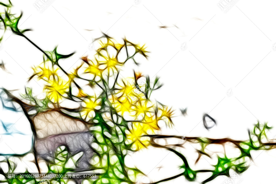 苦荬菜花抽象畫(huà)