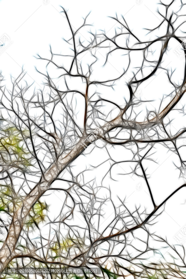 酸枣树枝叶抽象画
