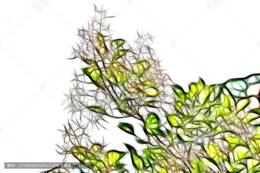 酸棗樹枝葉抽象畫