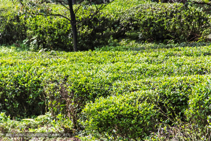 茶园,南岳云雾茶,茶场