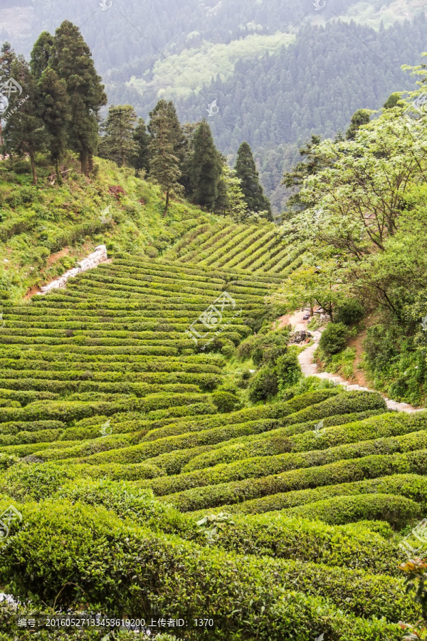 茶园,南岳云雾茶,茶场