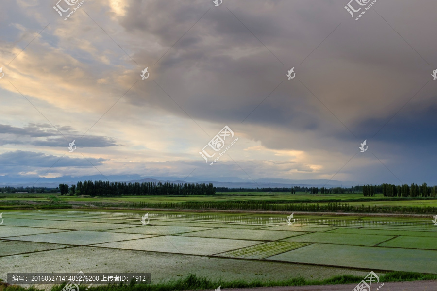 水稻田