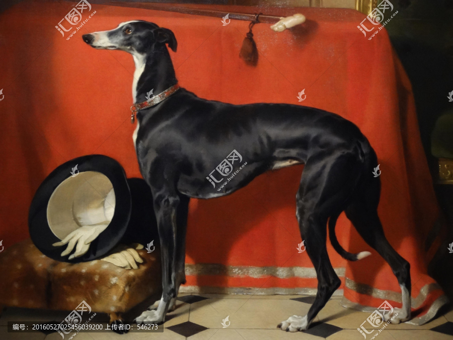 女王維多利亞獵犬