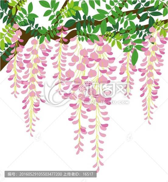 紫藤花,粉色藤蔓