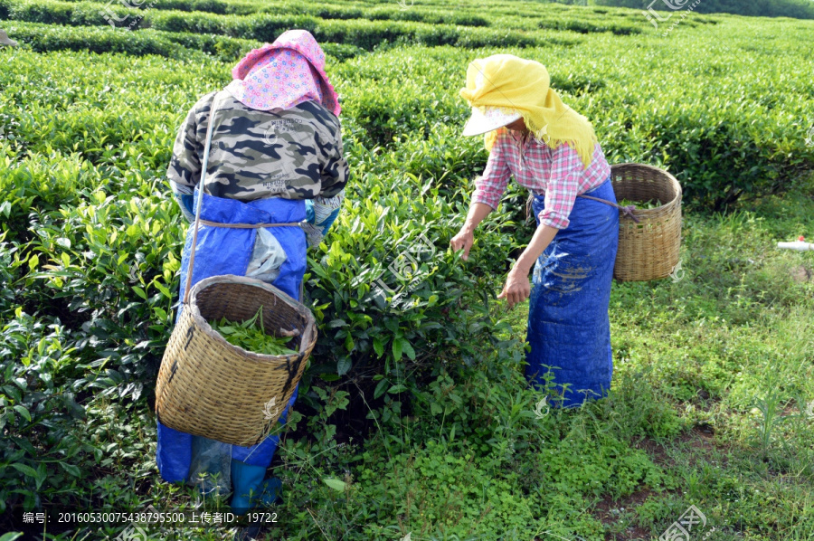 海南白沙绿茶,采茶的茶农