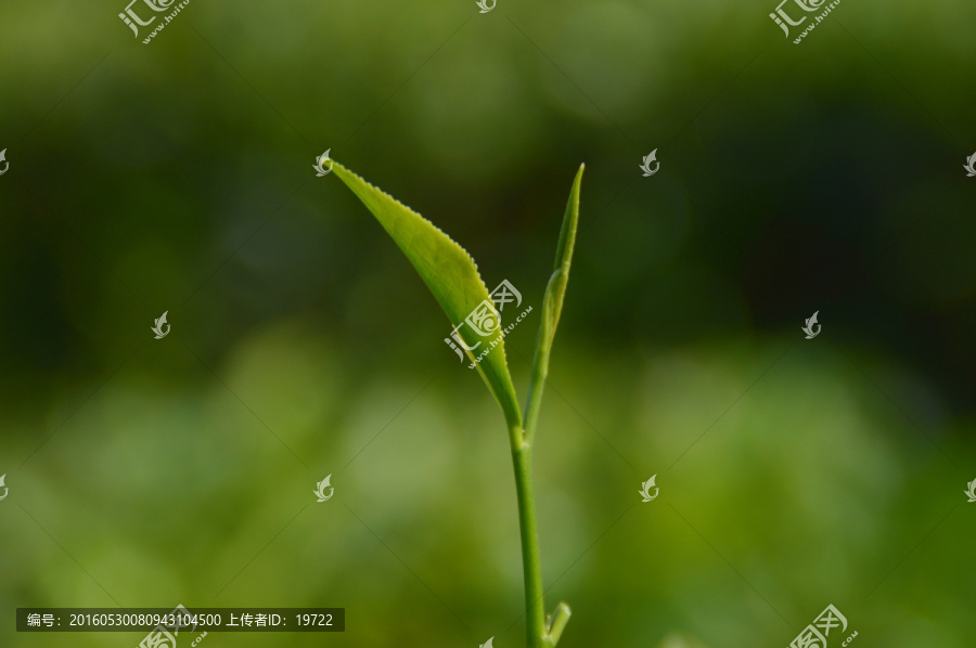 海南白沙绿茶