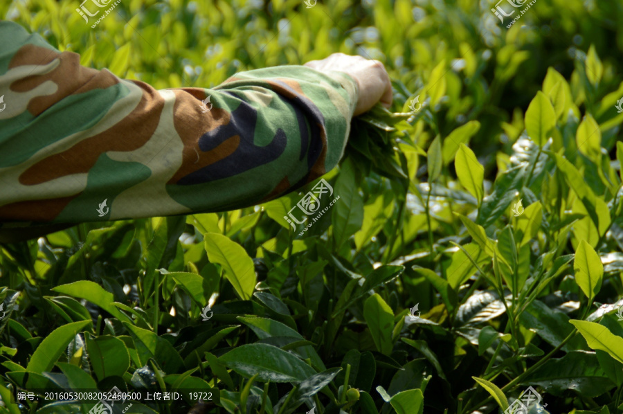 海南白沙绿茶,采茶的茶农