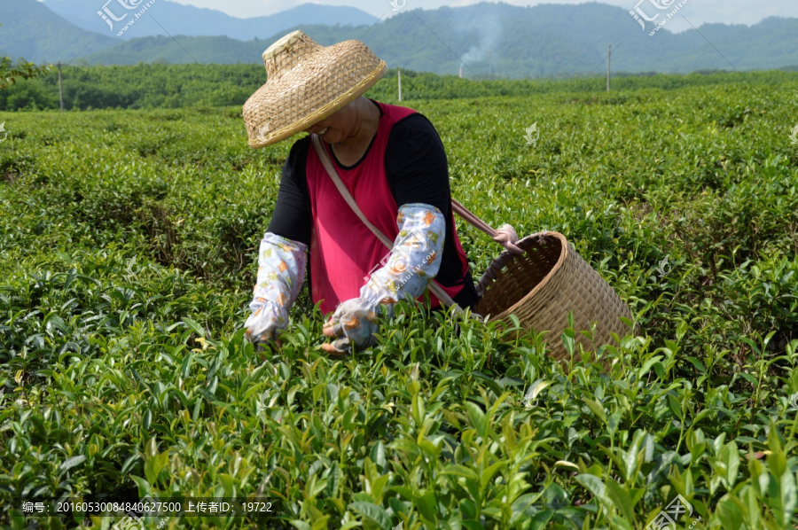 海南白沙绿茶,采茶的茶农