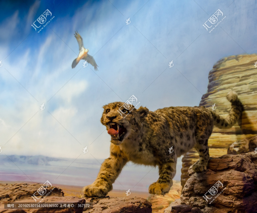 雪豹,荒漠半荒漠生态系统