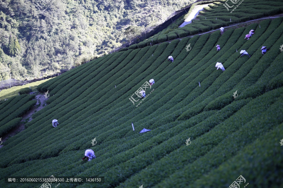 茶山,,采茶,,茶园