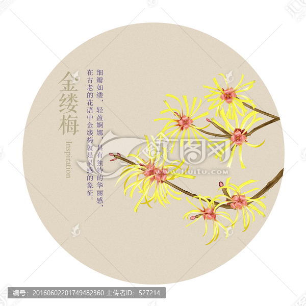 花語,金縷梅
