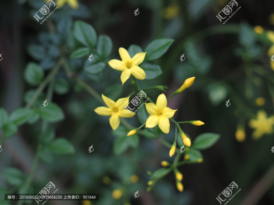 探春花-匯圖網(wǎng) www.fosd68.com 探春花