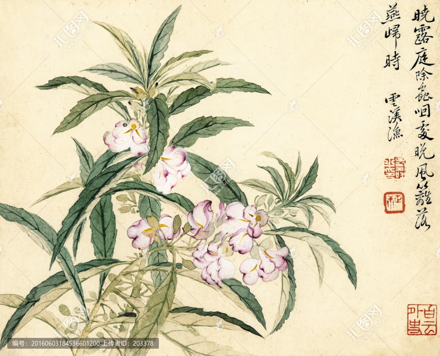 惲壽平,國畫鳳仙花