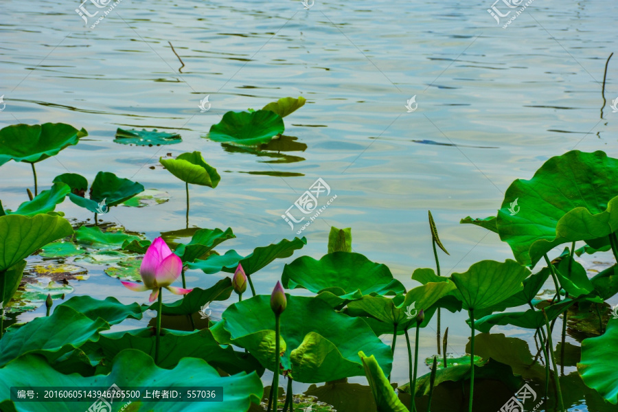 海珠湖