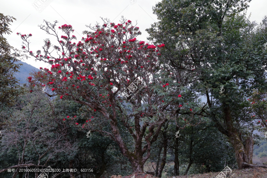 苍山西坡杜鹃花