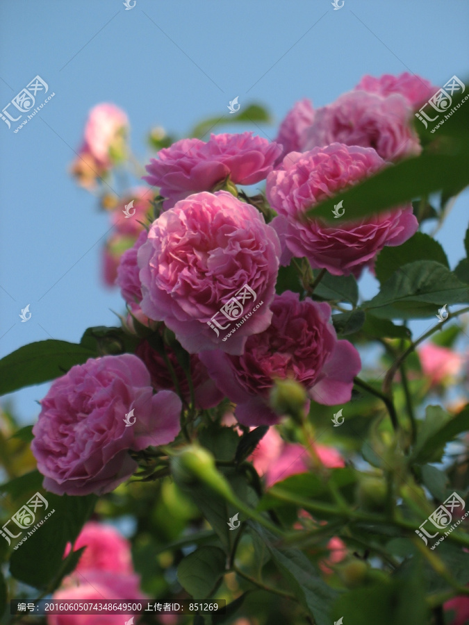薔薇