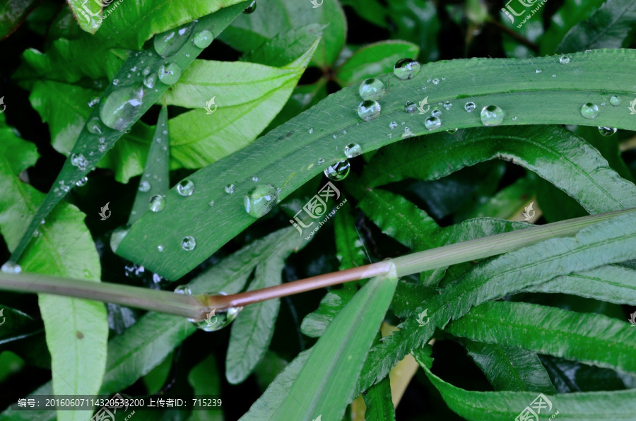 草叶与露水