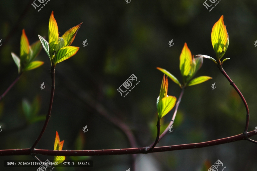 萌芽