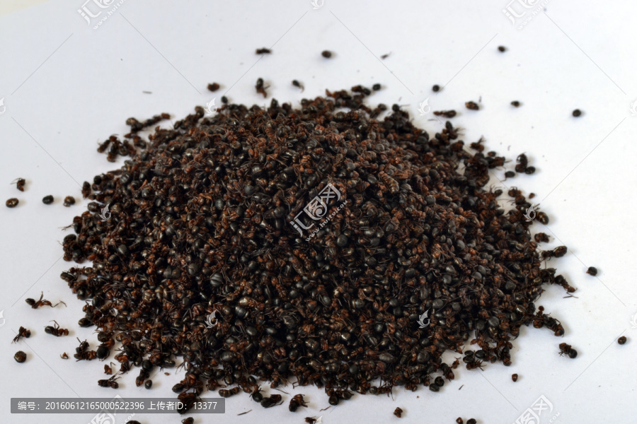 蚂蚁,黑蚂蚁,大蚂蚁,昆虫