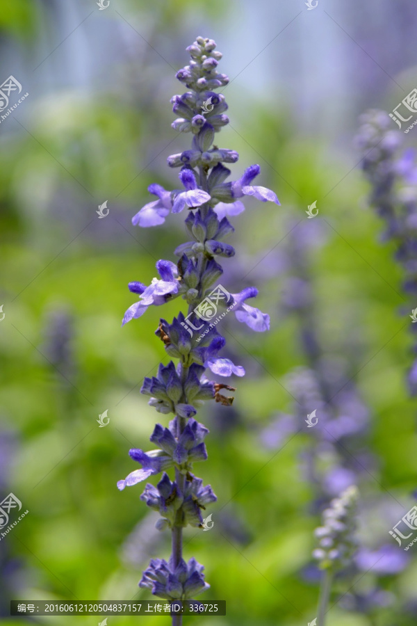 薰衣草,花卉特写