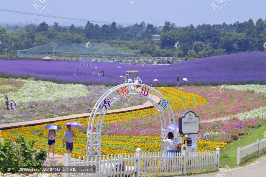 香薰山谷,七彩花田,薰衣草花田