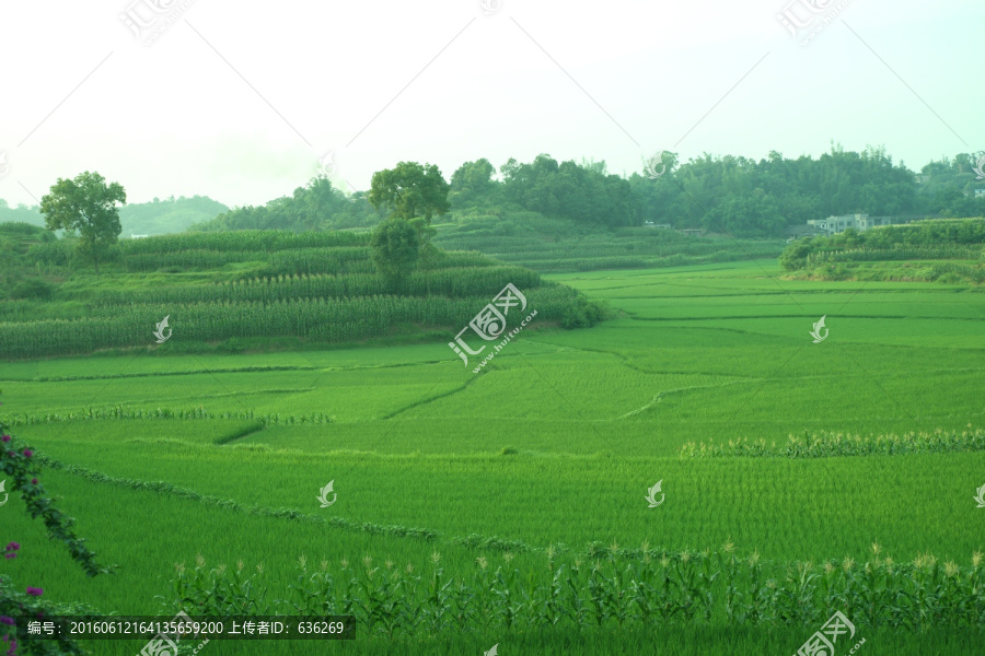 乡村稻田,绿色稻田