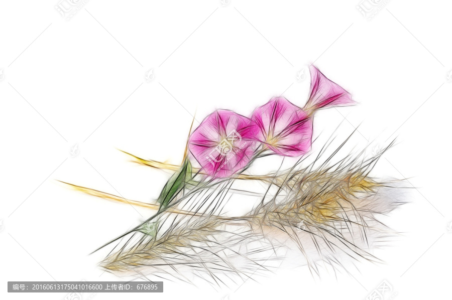 麥?zhǔn)鞎r(shí)節(jié)的田旋花