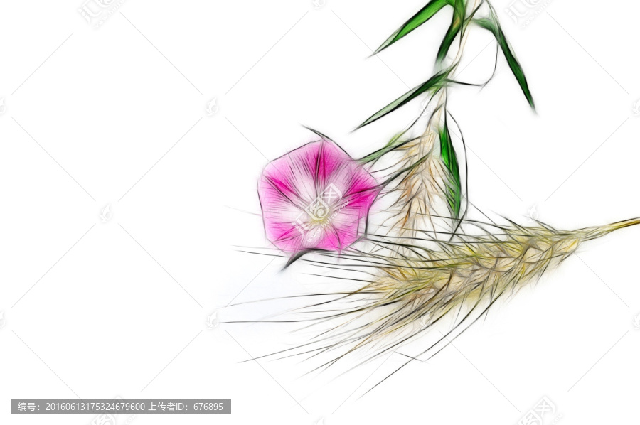 麥熟時節(jié)花兒開