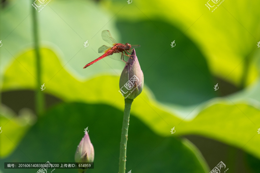 小荷蜻蜓