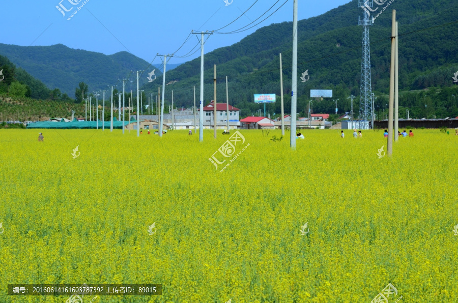 tif格式,东北油菜花田