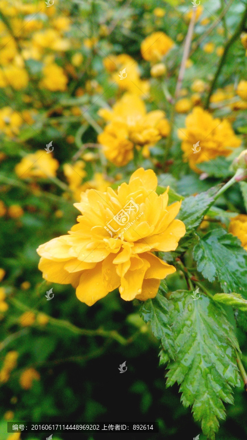 雨后花朵