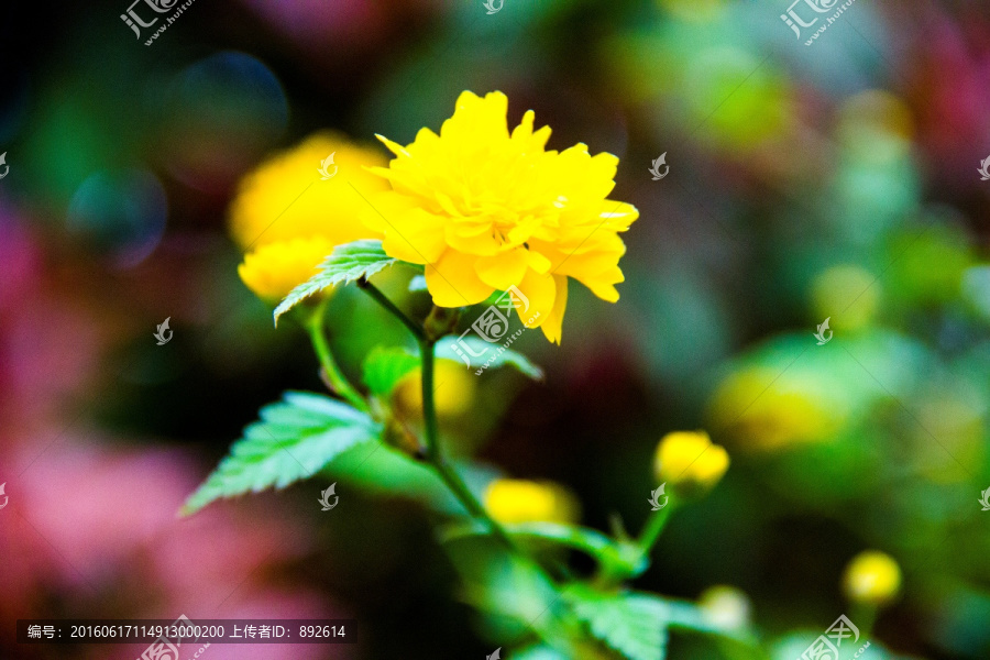 雨后花朵