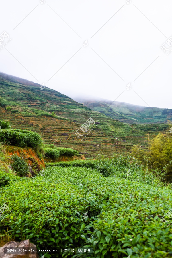 茶山风光