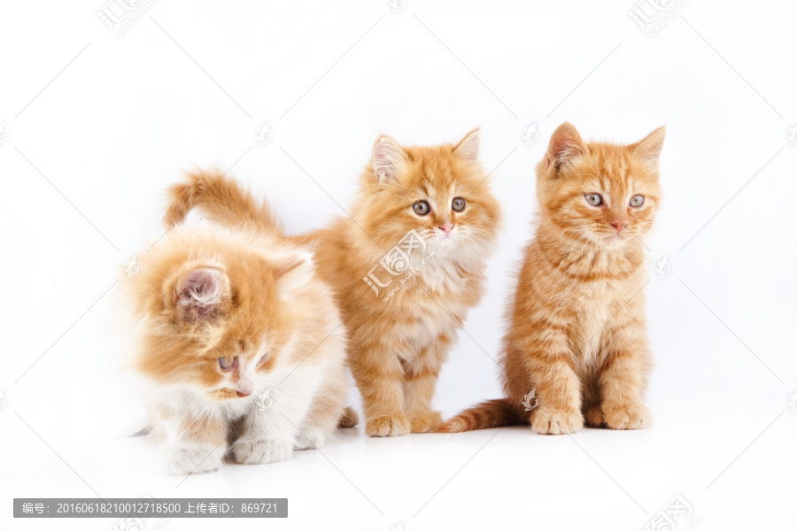 三只小猫连拍
