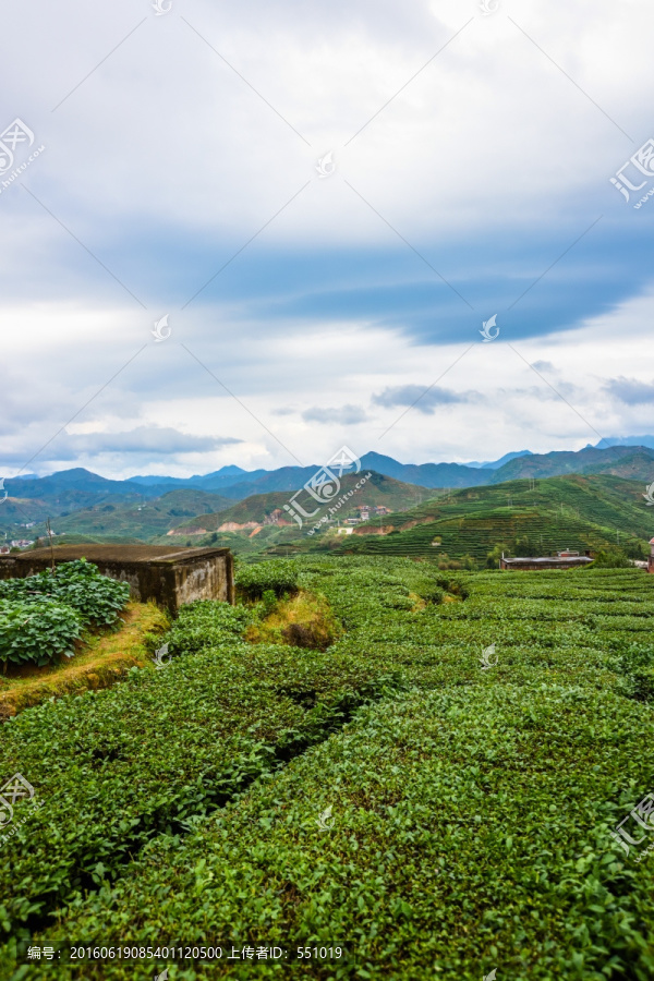 茶山铁观音