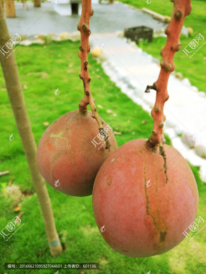 树结芒果特写