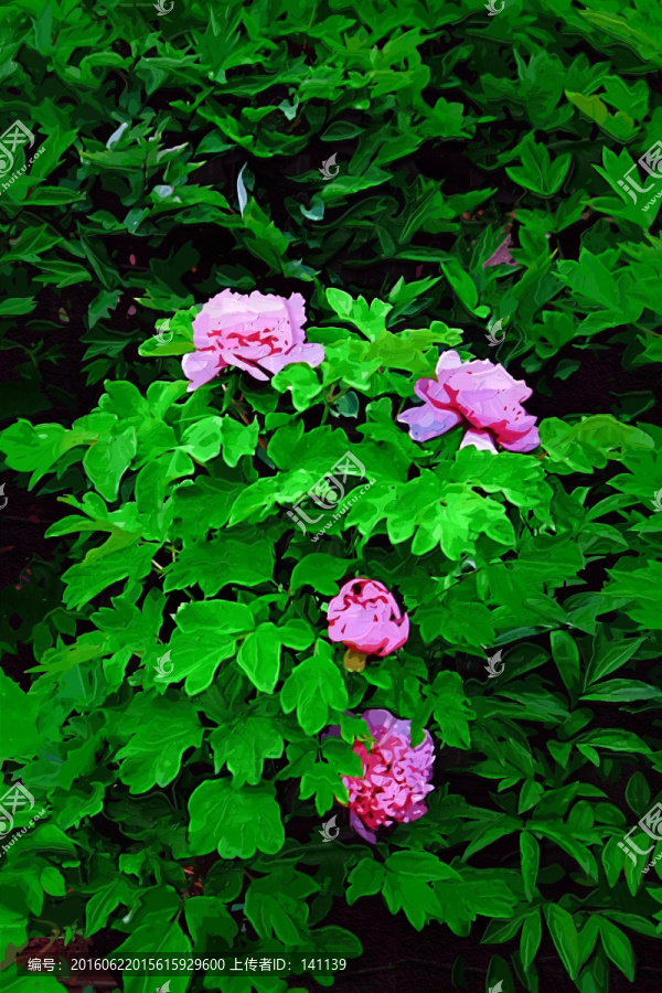 牡丹花油畫