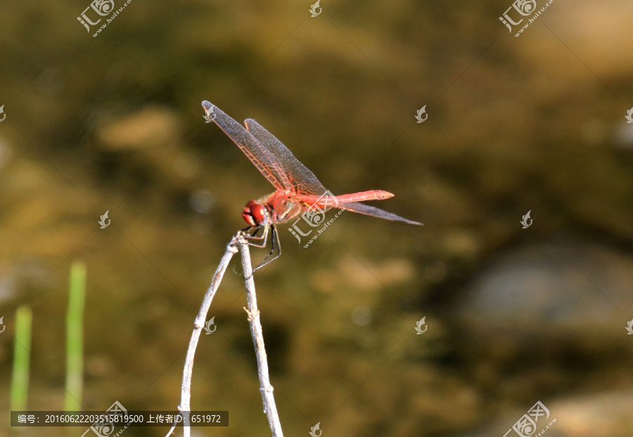 枝头上的红蜻蜓