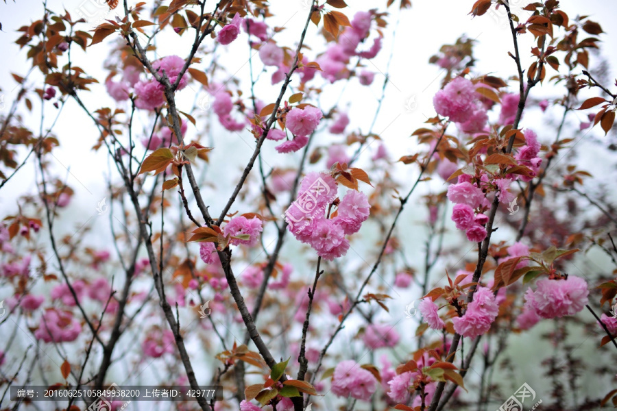 樱花满枝,樱花盛开,樱花园