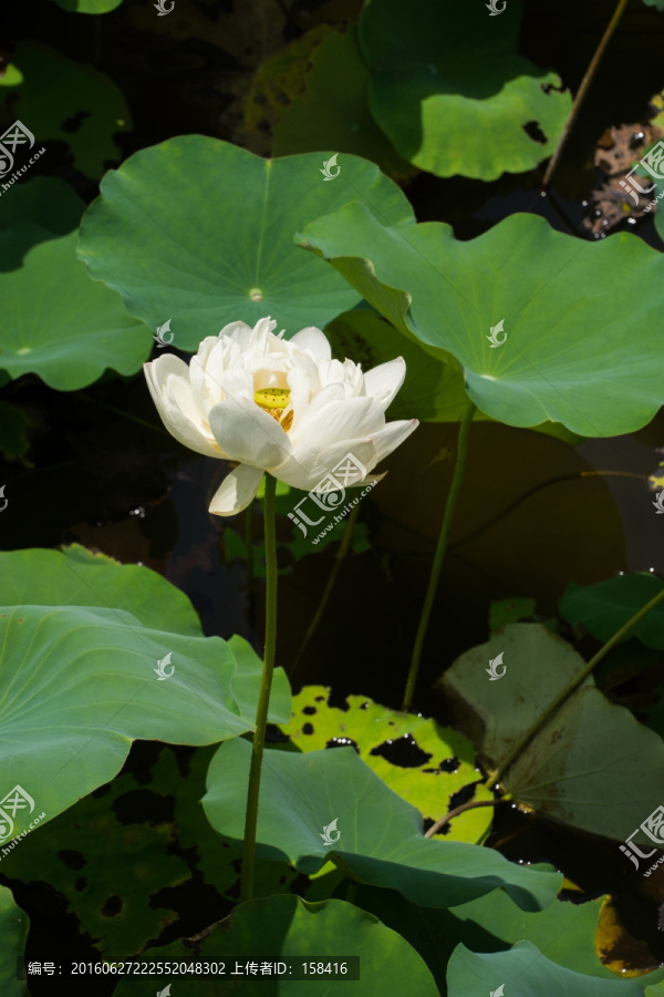 荷花,碗莲