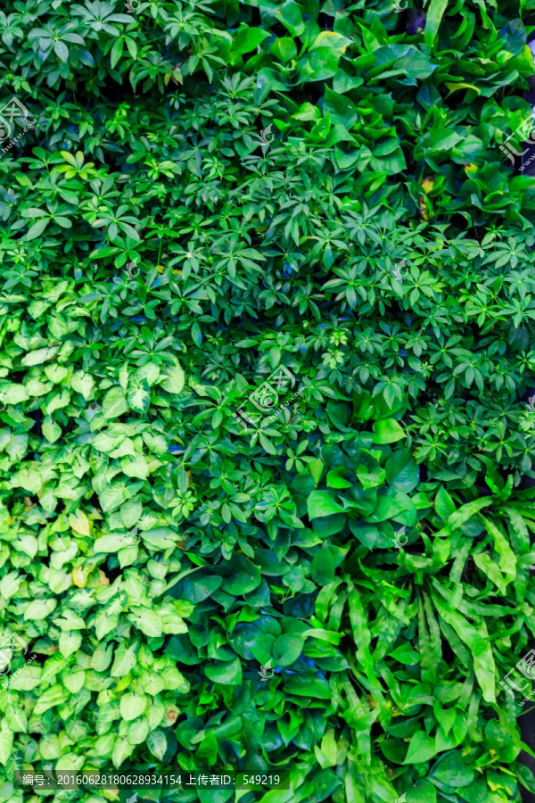 植物,植物墙