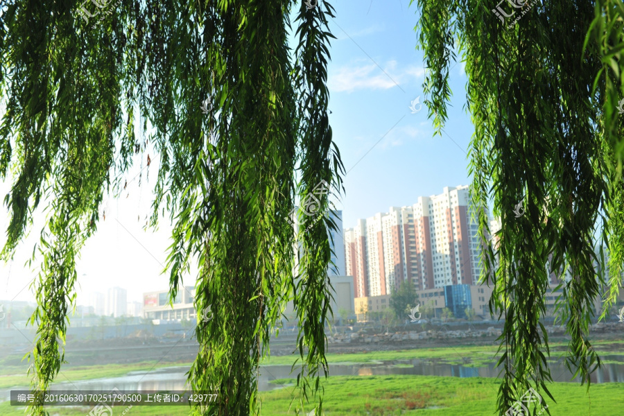 杨柳,垂柳,河岸风景