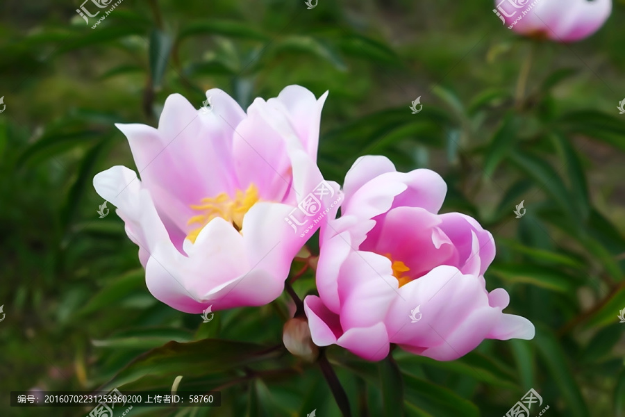 電腦水彩畫,芍藥花