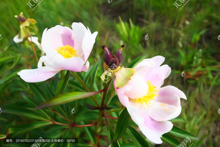 電腦水彩畫,芍藥花