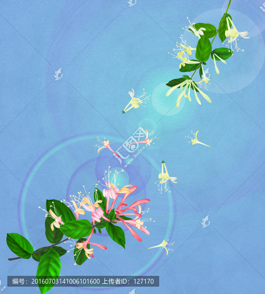 金銀花