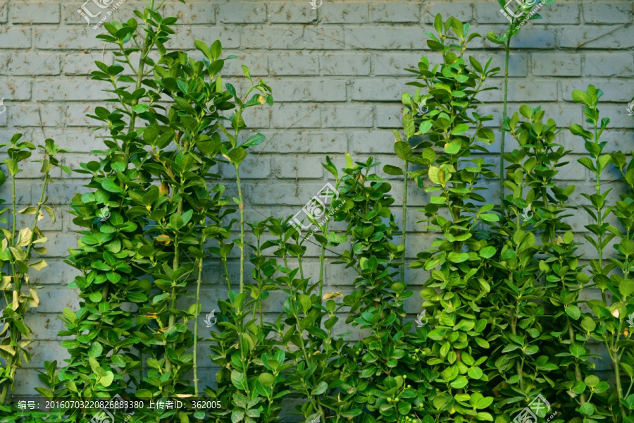 绿色植物白砖墙