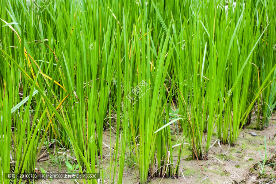 菖蒲,中药,中草药,药材